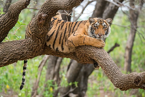 Global wildlife populations decline by 73%, but India records conservation gains: WWF report