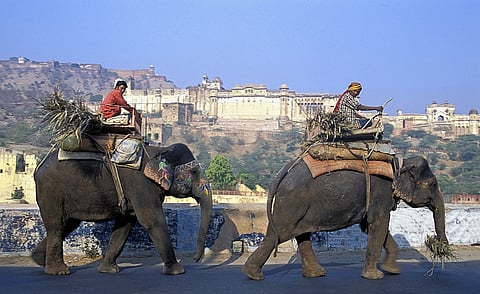 The captive elephant bazaar