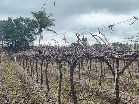 A grape vineyard impacted by drought.