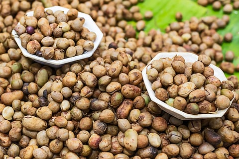 Bambara groundnut.