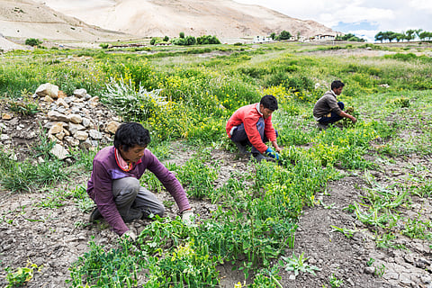 For forest-dependent communities, a forest is much more than a collection of trees.