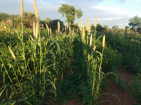 A traditional Akkadi mixed-cropping field in Raichur, Karnataka, where pearl millet grows alongside crops such as green gram, cowpea and moth bean.