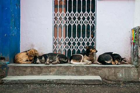 Wild animals, free-ranging dogs and cats could face painful laboratory experiments under proposed rules, PETA warns