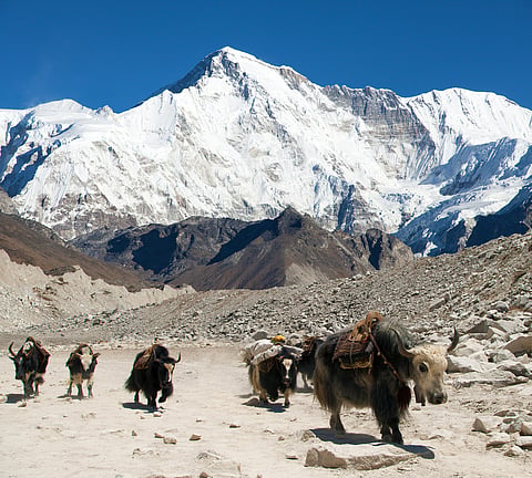 A herd of yaks against the backdrop of Mount Cho Oyu in the Himalayas.