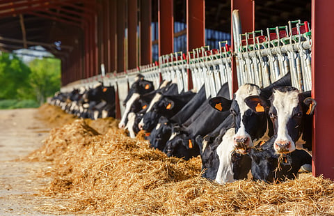 Shamonda virus had previously been detected only in animals, mainly livestock.