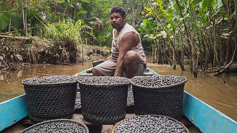 Açaí is vital to the livelihoods of many Amazonian families, but harvesting the fruit from tall, slender palms is difficult to mechanise. Pickers therefore rely on the physically demanding practice of climbing the trees to gather the berries