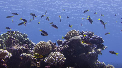 Coral reefs in French Polynesia. Coral reefs support 25 per cent of the marine life on the planet