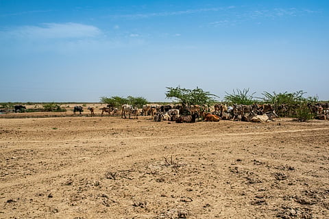 Gujarat, Rajasthan declare drought in 18 districts as rainfall deficit hits farmers