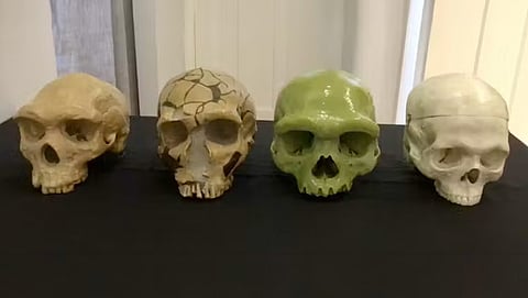 From left: heidelbergensis, neanderthalensis, longi, sapiens. Author provided, CC BY-SA