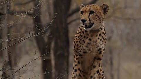 A cheetah at Kuno National Park.