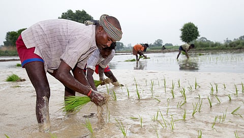 Farm workers transplanting paddy