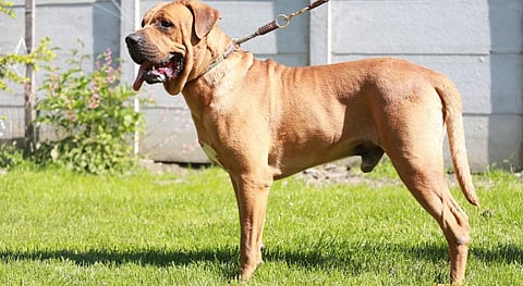 A Japanese Tosa Inu, one of the 23 dog breeds who were listed in the central circular. Photo: iStock