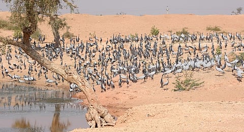 Demoiselle cranes in Jodhpur, Rajasthan. Photo: iStock