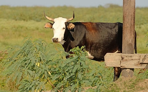 An individual of the Criollo cattle breed. Photo: iStock