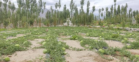 Watermelon crop in Phey village of Ladakh. Photo provided by Rinchen Angmo Chumikchan