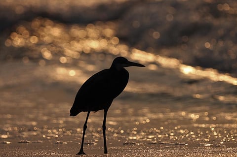 Photo for representation: iStock