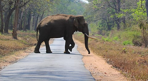 A tusker in Nagarahole, Karnataka. iStock photo for representation