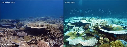 Satellite degree heating weeks data clearly outline the record intensity and impact of the 2024 mass coral bleaching event on the Great Barrier Reef. Photo: Lizard Island in mid March, posted by Jez Roff on X (formerly Twitter)