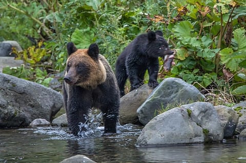 Shiretoko National Park, located on the Shiretoko Peninsula in eastern Hokkaido juts out into the Sea of Okhotsk. It is said to be the last unexplored region of Japan, and consists of steep mountain peaks covered with virgin forests. Photo: iStock