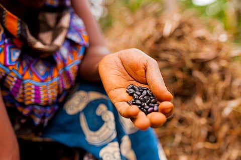 People have a right to food – to produce food, to be free from hunger, and to participate in policy decisions that affect food systems. Photo: iStock