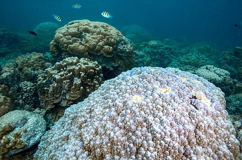 The warming Indian Ocean could lead to widespread socio-economic impacts, along with significant effects on biodiversity, especially on coral reefs. Photo: iStock