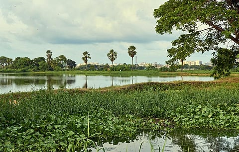 Kolkata East Wetlands in West Bengal, designated as a Ramsar site, feature a vast network of natural and constructed wetlands. Photo: iStock