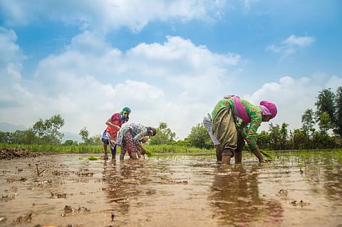The emission intensity of India’s rice production is among the lowest in the world, emitting less than one kilogramme (kg) of carbon dioxide equivalent per kg of rice produced. Photo: iStock