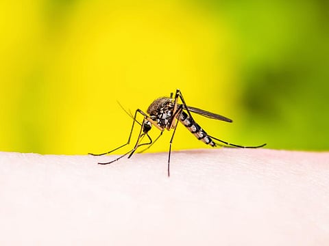 Early warning systems could help public health authorities anticipate and prepare for dengue outbreaks. Photo: iStock