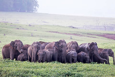 भारत में लोगों और हाथियों के बीच संघर्ष तेजी से आम होते जा रहे हैं, खासकर उन क्षेत्रों में जहां मानवीय गतिविधियों ने प्राकृतिक हाथियों के आवासों पर कब्जा जमा लिया है।
