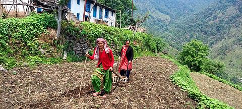उत्तराखंड के कस्तूरा मृग अभयारण्य (सेंचुरी), अस्कोट से सटे कुरखेती गांव में महिलाओं को खेती के लिए कड़ी मशक्कत करनी पड़ती है। फोटो: पूरन बिष्ट