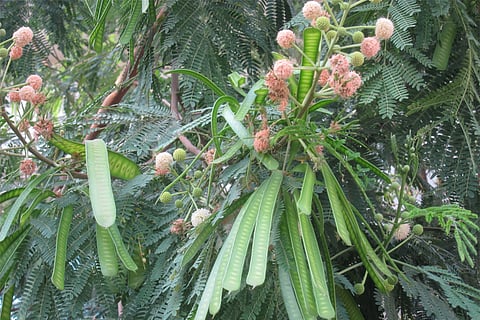 सुबबूल या ल्यूकेना ल्यूकोसेफाला (लैम.) डी विट एक तेजी से बढ़ने वाला फलदार पेड़ है जो आमतौर पर उष्णकटिबंधीय और उपोष्णकटिबंधीय इलाकों में पाया जाता है।