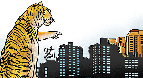 बैठे ठाले: शहर में बाघ