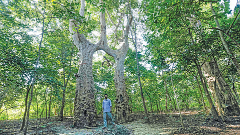 पवित्र उपवन स्थानीय समुदायों द्वारा देवताओं, प्रकृति या पूर्वजों की आत्माओं को समर्पित भूमि के टुकड़े होते हैं। स्थानीय समुदाय इन क्षेत्रों को वनस्पति की लगभग प्राकृतिक अवस्था में संरक्षित करते हैं (फोटो: विकास चौधरी / सीएसई)