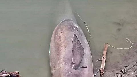 अभयारण्य में भी असुरक्षित: इस्माइलपुर, नवगछिया में पुराने दुर्गा मंदिर के पास मृत पाई गई मादा डॉल्फिन; फोटो: उमेश मंडल