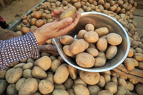 साल 2030 तक आलू का कुल उत्पादन 112 फीसदी की वृद्धि के साथ 75 करोड़ टन तक पहुंच जाएगा
