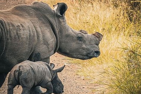 ग्रेटर क्रूगर क्षेत्र में सींग रहित सफेद गैंडे की मां और उसका बच्चा