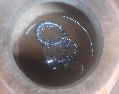 खूंटी जिले के लापुंग ब्लॉक के एक गांव में एक आदिवासी बच्चे को सांप ने डंस लिया, जिसकी इलाज के मौत हो गई, बाद में सांप को लोगों ने पकड़ कर एक बर्तन में रख दिया था। फोटो: नीरज सिन्हा