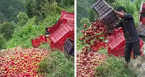 हिमाचल प्रदेश के विभिन्न क्षेत्रों में सड़कें बंद होने के बाद तैयार सेब की फसल फैंकने को मजबूर किसान। फोटो: रोहित पराशर