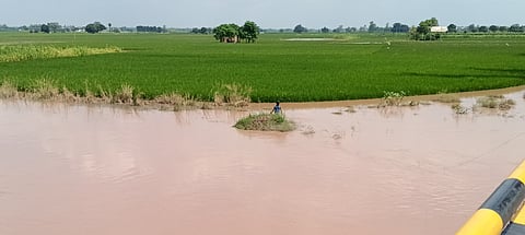 पटियाला में बाढ़ का पानी खेतों में घुसता जा रहा है। फोटो: मनोज ठाकुर