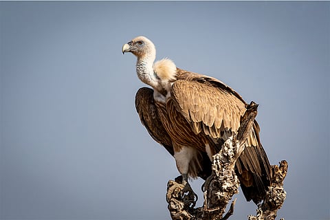 फोटो: आईस्टॉक