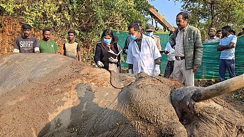 सरायकेला में हाथी के मरने के बाद उसकी छानबीन करते अधिकारी और चिकित्सक। फोटो: नीरज सिन्हा