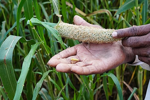 बढ़ते तापमान के साथ दुनिया में कीटों का बढ़ता प्रकोप; फोटो: आईस्टॉक