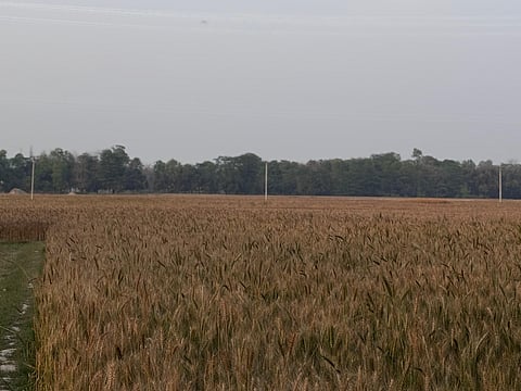 फरवरी और मार्च की असामान्य गर्मी के कारण बिहार के दरभंगा में गेहूं की फसल पर असर पड़ा, जिससे दाने भरने की प्रक्रिया प्रभावित हुई और उत्पादन घटने की आशंका है। फोटो: राजन कुमार झा