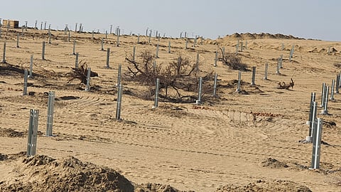 पश्चिमी राजस्थान में हजारों खेजड़ियां सोलर परियोजनाओं की भेंट चढ़ी हैं। फोटो : भागीरथ