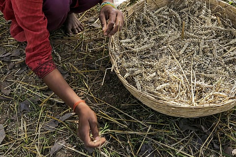 मध्य प्रदेश के बुंदेलखंड में ओले और बेमौसम बारिश में तबाह फसल से कुछ बचे-खुचे दानों को संजोने की कोशिश करते किसान; फोटो: विकास चौधरी/सेंटर फॉर साइंस एंड एनवायरमेंट (सीएसई)