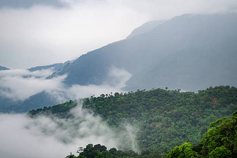 भारत के वर्षावनों में असम, मेघालय, अरुणाचल, पश्चिमी घाट और अंडमान-निकोबार की समृद्ध प्राकृतिक धरोहर शामिल है