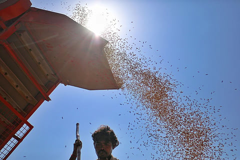 एक ओर दुनिया रिकॉर्ड के करीब अनाज उत्पादन की तरफ बढ़ती नजर आ रही है, दूसरी ओर मौसम का अनिश्चित चेहरा इस पूरी तस्वीर को कभी भी बदल सकता है। फोटो: सेंटर फॉर साइंस एंड एनवायरमेंट