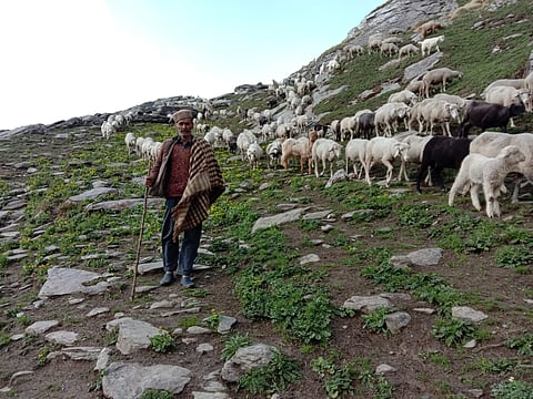 भेड़-बकरियों के साथ प्रवास के दौरान भरमौर के गद्दी चरवाहे दलती राम
सभी फोटो: रमनकांत