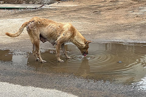 विश्व स्वास्थ्य संगठन (डब्ल्यूएचओ) द्वारा जारी रुझानों के मुताबिक यह बीमारी हर साल एशिया में करीब 35,172 लोगों की जाने ले रही है। इनमें अकेले भारत में करीब 59.9 फीसदी मौतें होती हैं। यानी दुनिया में रेबीज से होने वाली कुल मौतों में से करीब 35 फीसदी भारत में हो रही हैं। प्रतीकात्मक तस्वीर: आईस्टॉक
