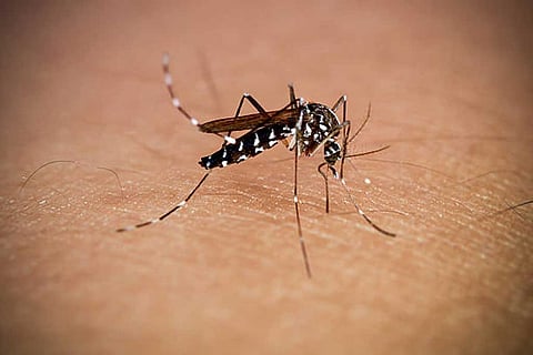 केरल का गर्म और नम मौसम डेंगू फैलाने वाले मच्छरों के लिए अनुकूल परिस्थितियां बनाता है, जिससे बीमारी का खतरा बढ़ता है।